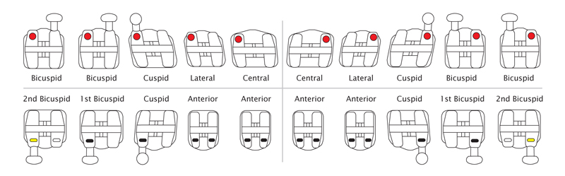 Bionic Roth ID System