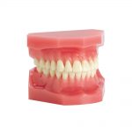 Bracket Systems Plain Typodonts