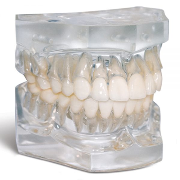 Bracket Systems Plain Typodonts Flexibase Typodont