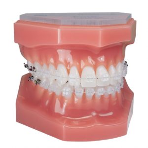 PURE-Typodont PURE Typodont